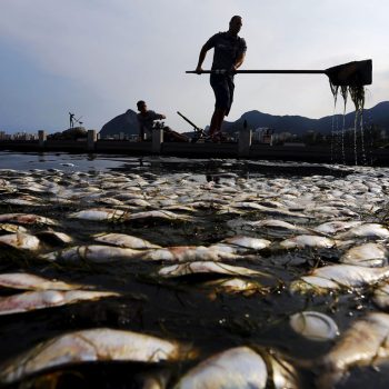 imagem-destacada-protecao-ocorrencia-a-situacao-dos-tubaroes-no-parana-sao-os-temas-do-doc-peixe-morto