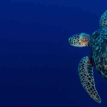 imagem-destacada-pt-a-importancia-da-divulgacao-cientifica-na-conservacao-do-oceano