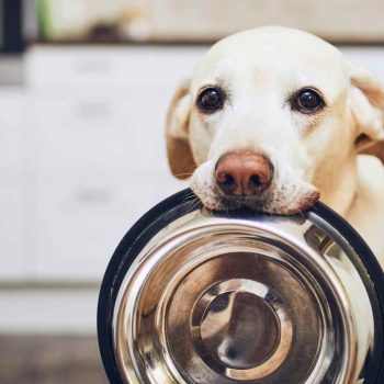 imagem-destacada-pt-en-es-does-your-dog-eat-shark-or-vice-versa