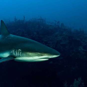imagem-destacada-pt-jardines-de-la-reina-cuba