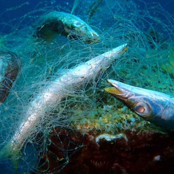 imagem-destacada-pt-os-danos-que-a-pesca-de-arrasto-causa-ao-fundo-do-mar