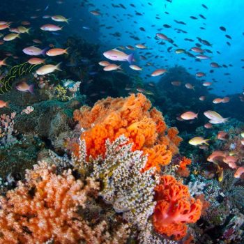 imagem-destacada-pt-xvi-semana-de-biologia-unirio