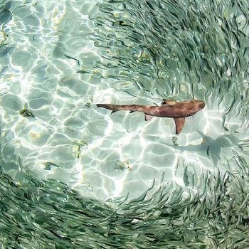 imagem-destacada-tubaroes-guardioes-dos-oceanos-e-a-importancia-da-sua-preservacao