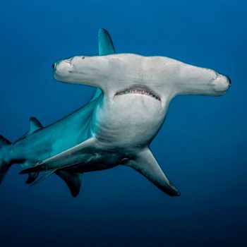 imagem-destacada-tubaroes-sao-rastreados-para-que-cientistas-entendam-seu-comportamento-migratorio