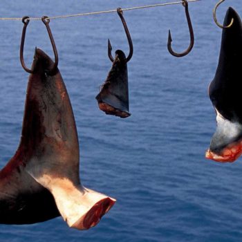 imagem-destcada-divers-for-sharks-mostra-que-turismo-de-observacao-e-mais-lucrativo-que-o-finning