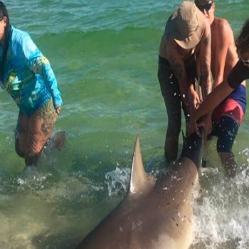 Momento é que turistas tiram fotos do tubarão Cabeça-Chata nos EUA