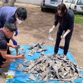 Tráfico de barbatanas no Peru. Fonte https://www.cbsnews.com/news/peru-shark-fins-seized-major-wildlife-trafficking-bust/