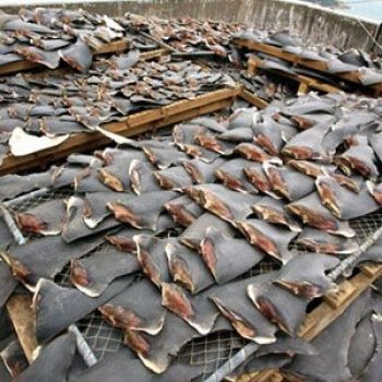 Shark finning