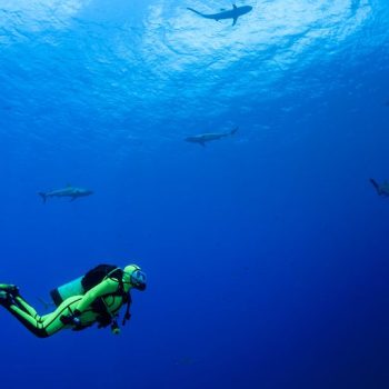 oceania--micronesia--yap--diver-with-grey-reef-sharks--carcharhinus-amblyrhynchos-535650995-59e128cb0d327a00103ae600