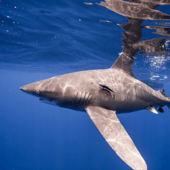 Tubarão de pontas brancas oceânicas em perigo crítico (Carcharhinus longimanus). Foto Andy Mann e Trevor Bacon