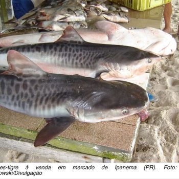 Foto Hugo Bornatowki