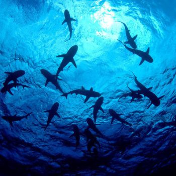 Foto de https://brasilescola.uol.com.br/